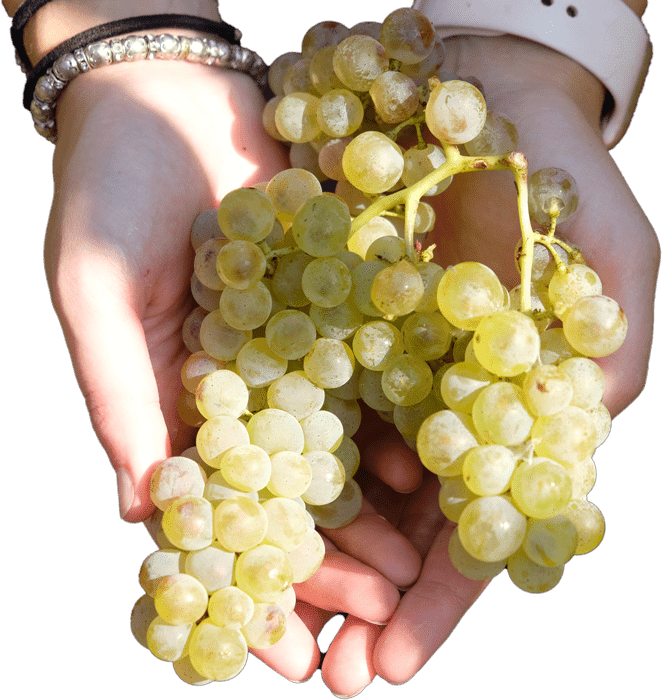 Associazione Italiana Sommelier - Valle d'Aosta Associazione Italiana Sommelier - Valle d'Aosta