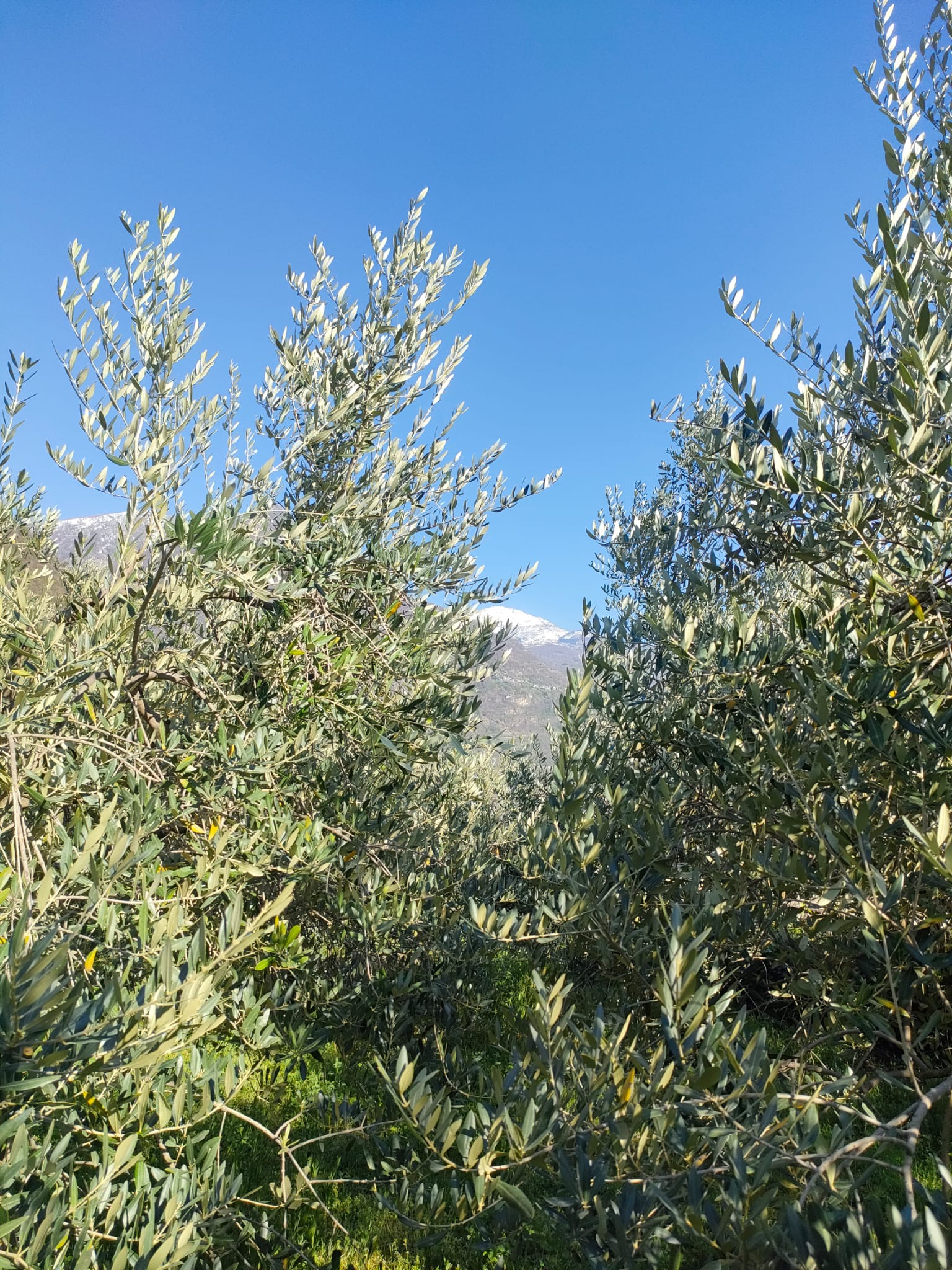 Dove l’Ulivo Incontra il Ghiaccio