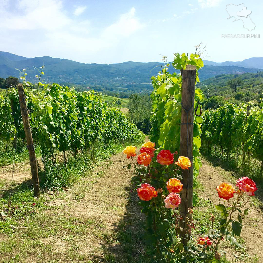 Fiano&Irpinia: diari di viaggio nel terroir delle meraviglie.